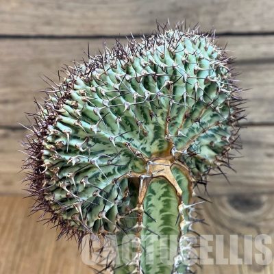 SH6112 Euphorbia confinalis f. cristata, grafted