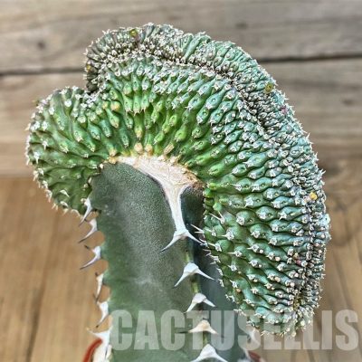 SH6126 Euphorbia phillipsioides f. cristata, grafted