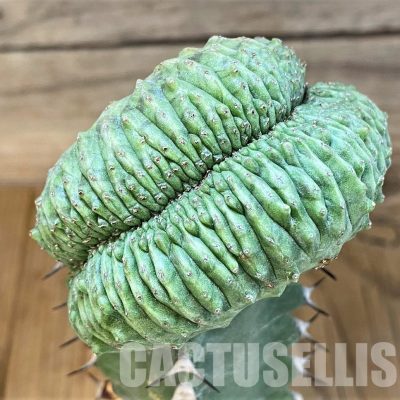 SH6129 Euphorbia obesa ‘Malik’ f. cristata, grafted