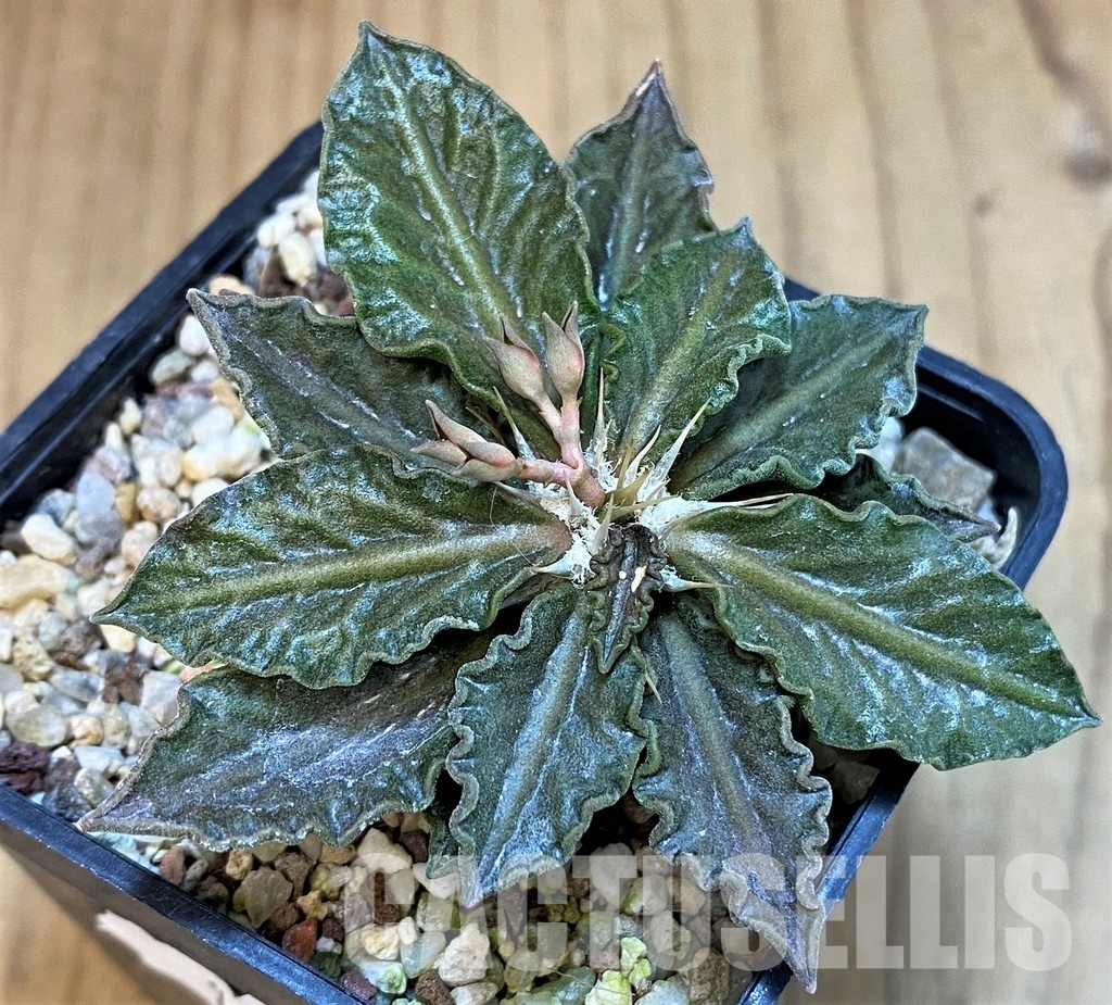 SH9550 Euphorbia tulearensis hybrid - Image 2