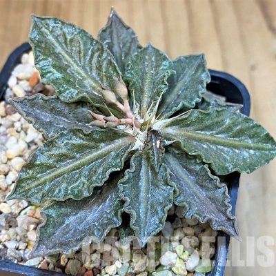 SH9550 Euphorbia tulearensis hybrid