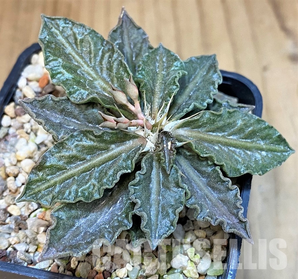 SH9550 Euphorbia tulearensis hybrid