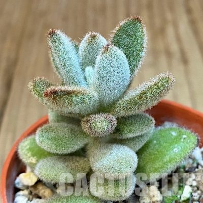 SH31737 Kalanchoe tomentosa ‘Chocolate Soldier’