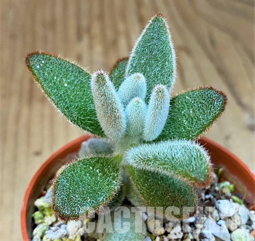 SH31738 Kalanchoe tomentosa ‘Chocolate Soldier’