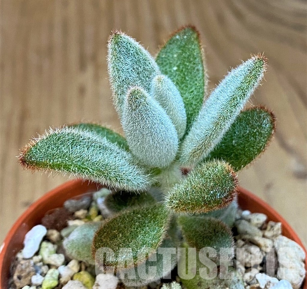 SH31738 Kalanchoe tomentosa ‘Chocolate Soldier’ - Image 2