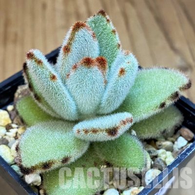 SH31739 Kalanchoe tomentosa