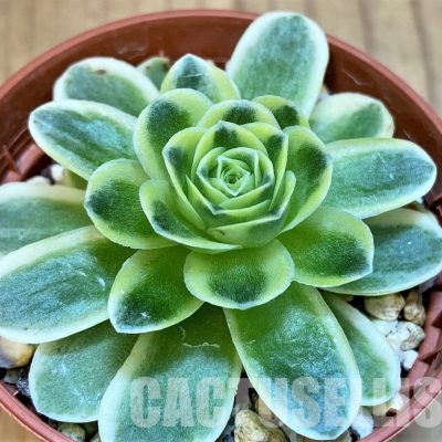 SH31740 Greenovia diplocycla f. variegata
