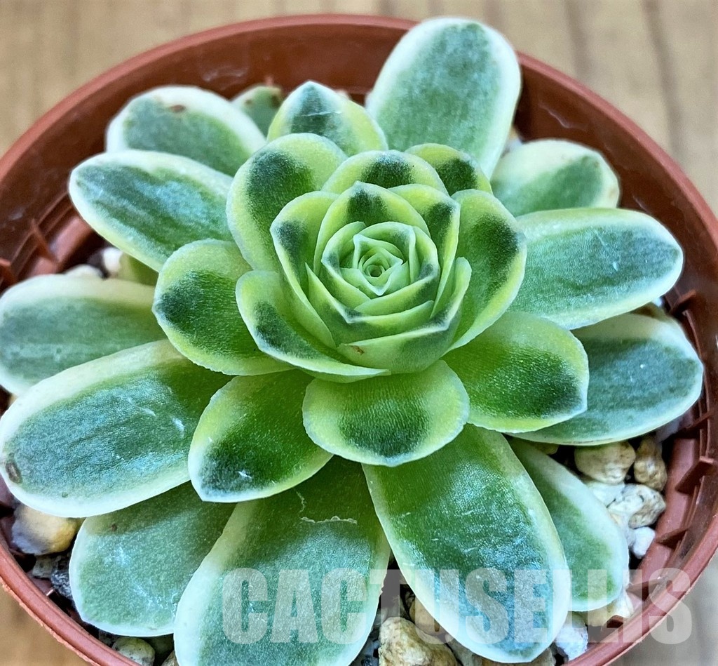SH31740 Greenovia diplocycla f. variegata