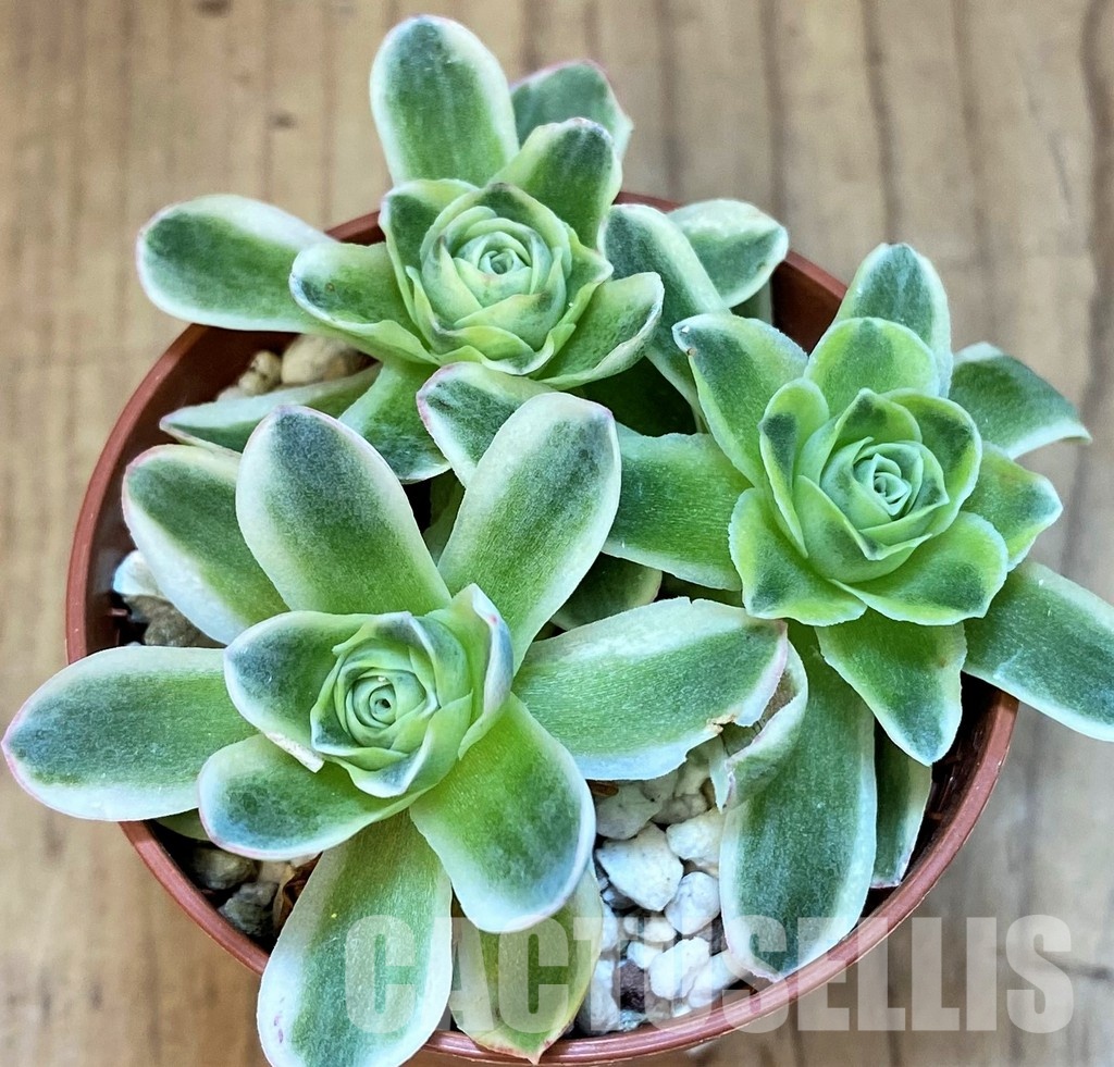 SH31741 Greenovia diplocycla f. variegata
