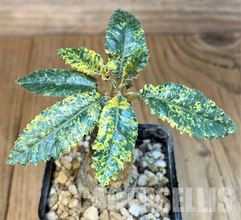 SH7525 Dorstenia hybrid f. variegata - Image 2