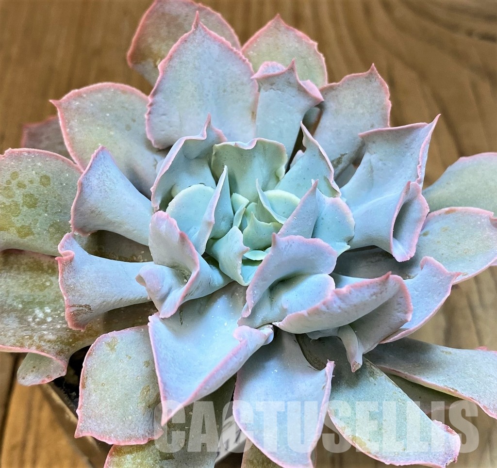 SH31746 Echeveria ‘Trumpet Pinky’ hybrid - Image 2
