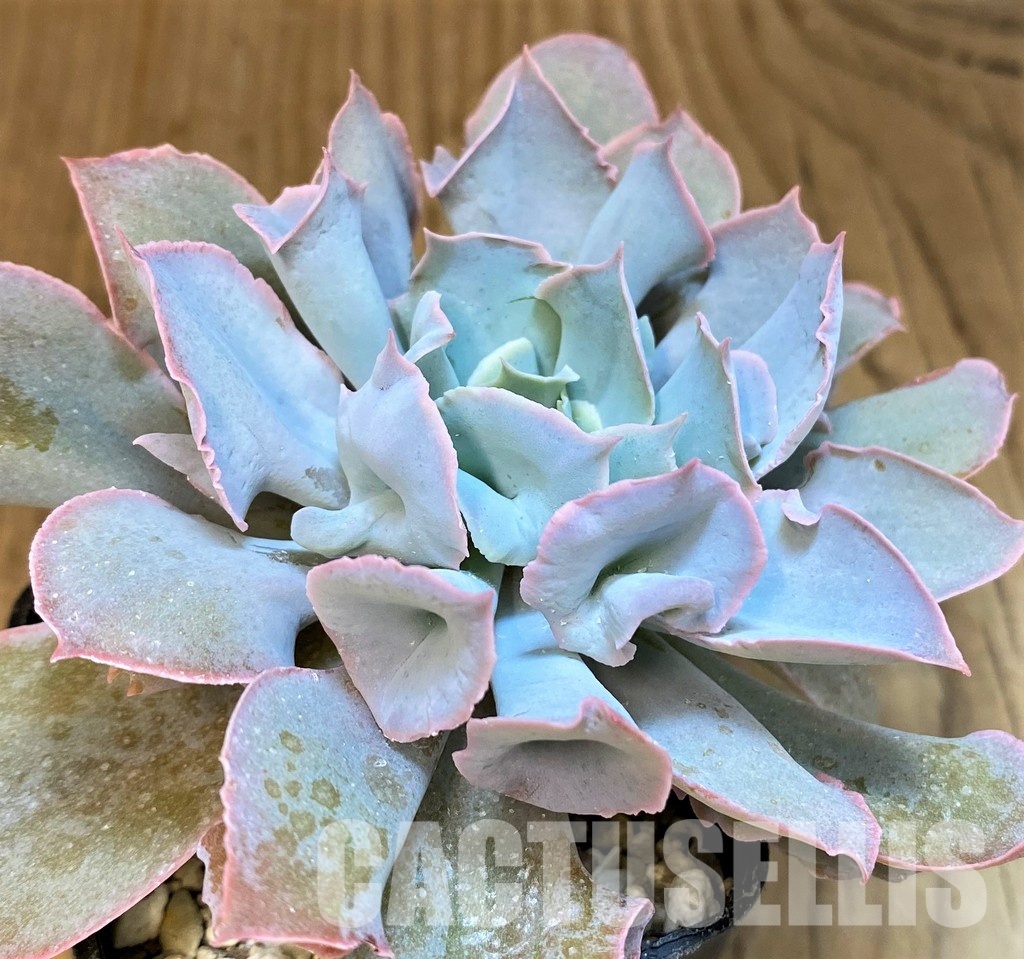 SH31746 Echeveria ‘Trumpet Pinky’ hybrid