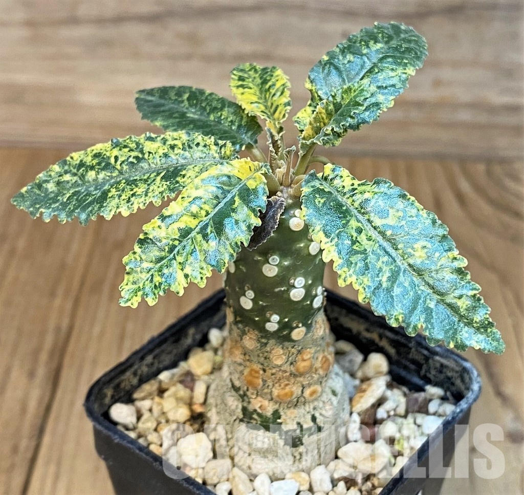 SH7525 Dorstenia hybrid f. variegata