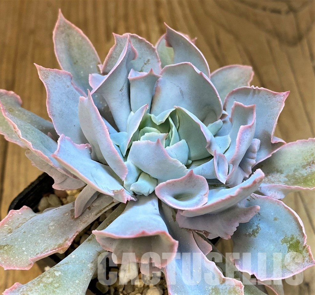 SH31747 Echeveria ‘Trumpet Pinky’ hybrid