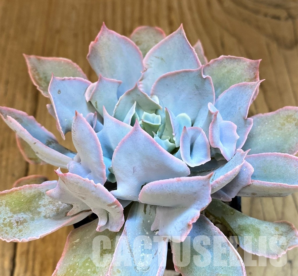 SH31747 Echeveria ‘Trumpet Pinky’ hybrid - Image 2