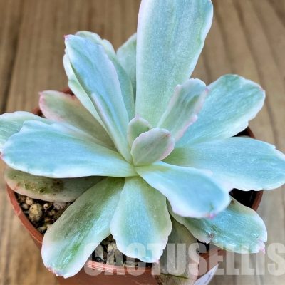 SH31748 Echeveria 'Hoveyi' f. variegata