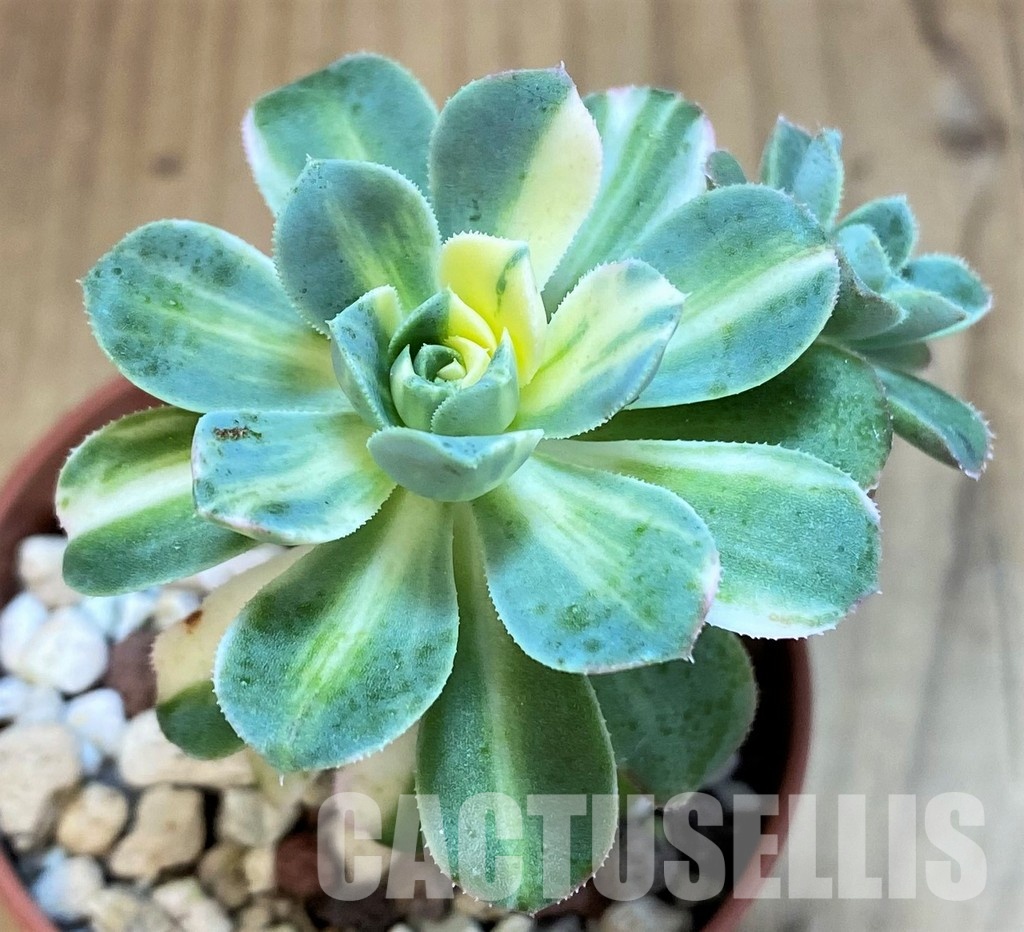 SH31749 Aeonium castello