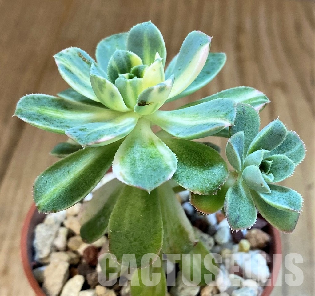 SH31749 Aeonium castello - Image 2