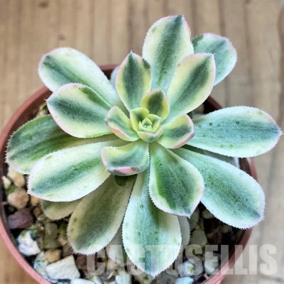 SH37450 Aeonium castello