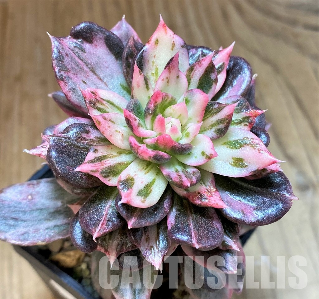 SH22710 Echeveria 'Black Pink Variegata' - Image 4