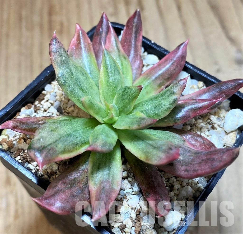 SH35007 Echeveria 'Red Prince' f. variegata - Image 4