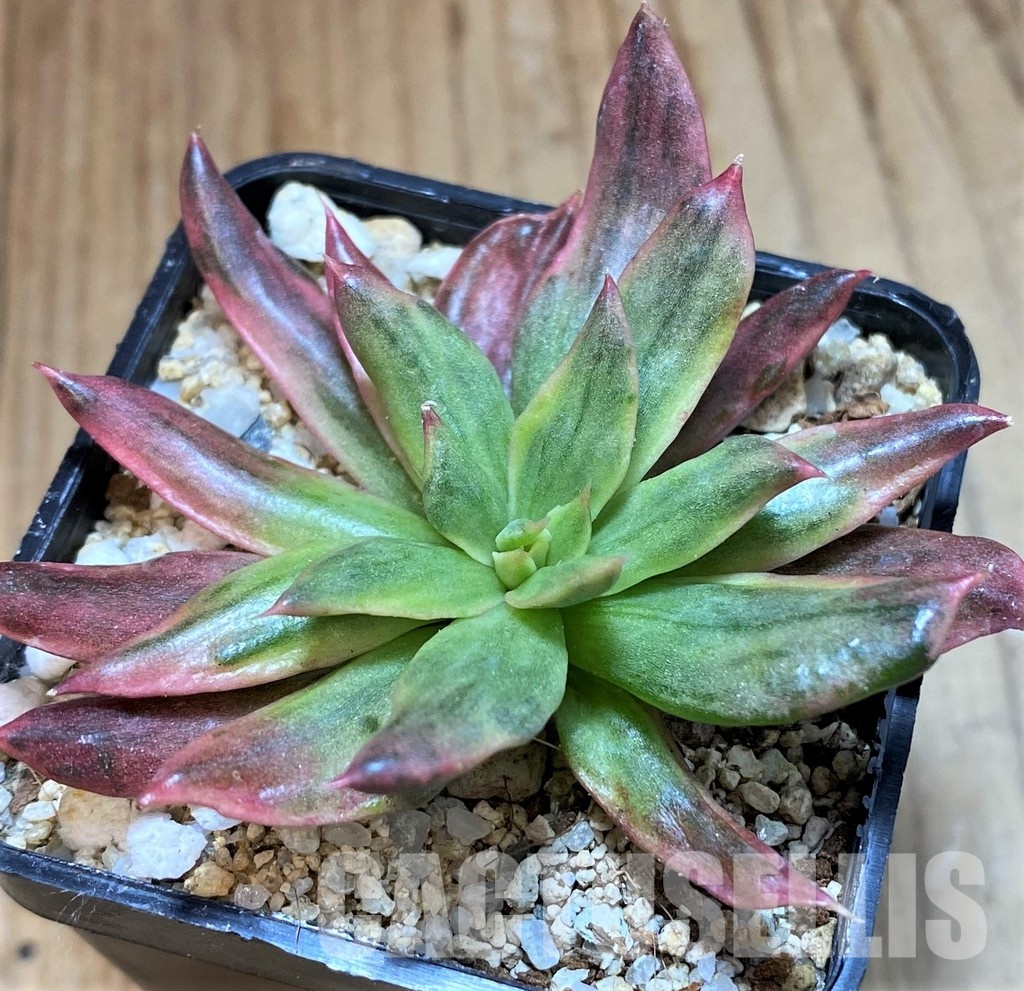 SH35007 Echeveria 'Red Prince' f. variegata - Image 3