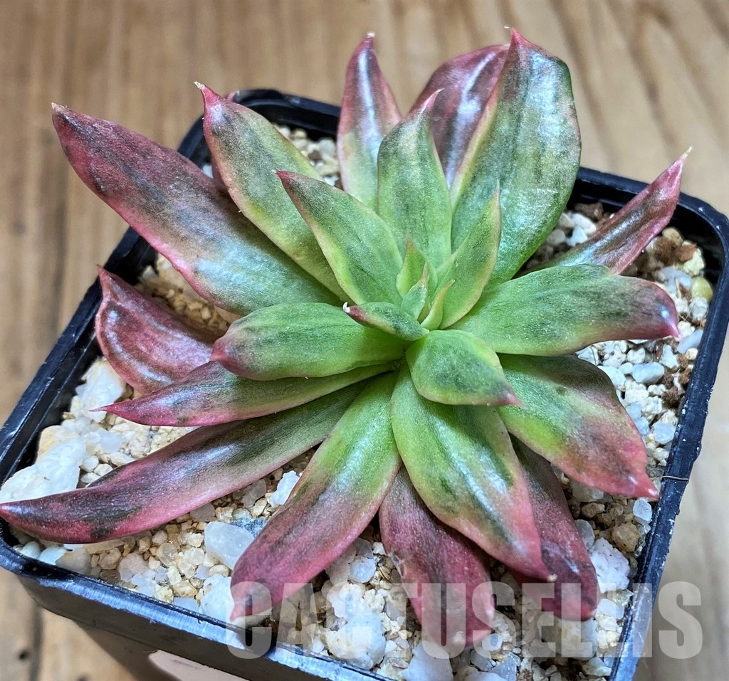 SH35007 Echeveria 'Red Prince' f. variegata - Image 2