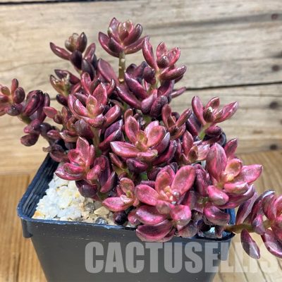 SH35008 Lenopetalum 'Chocolate' f. variegata