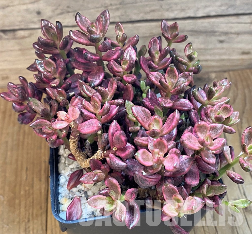SH35009 Lenopetalum 'Chocolate' f. variegata