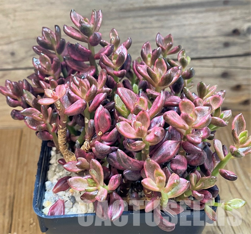 SH35009 Lenopetalum 'Chocolate' f. variegata - Image 2
