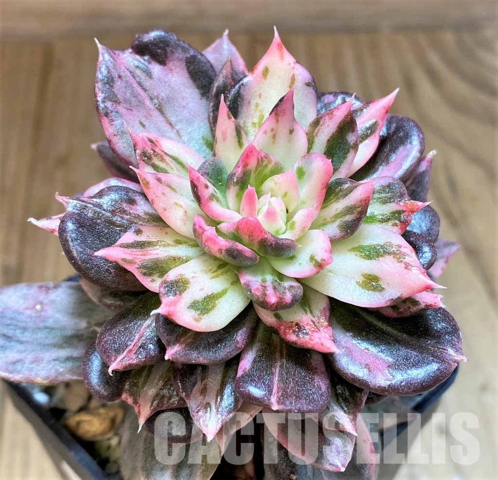 SH22710 Echeveria 'Black Pink Variegata'