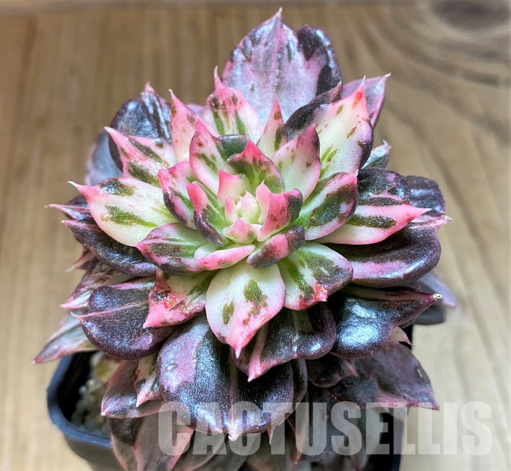SH22710 Echeveria 'Black Pink Variegata' - Image 2