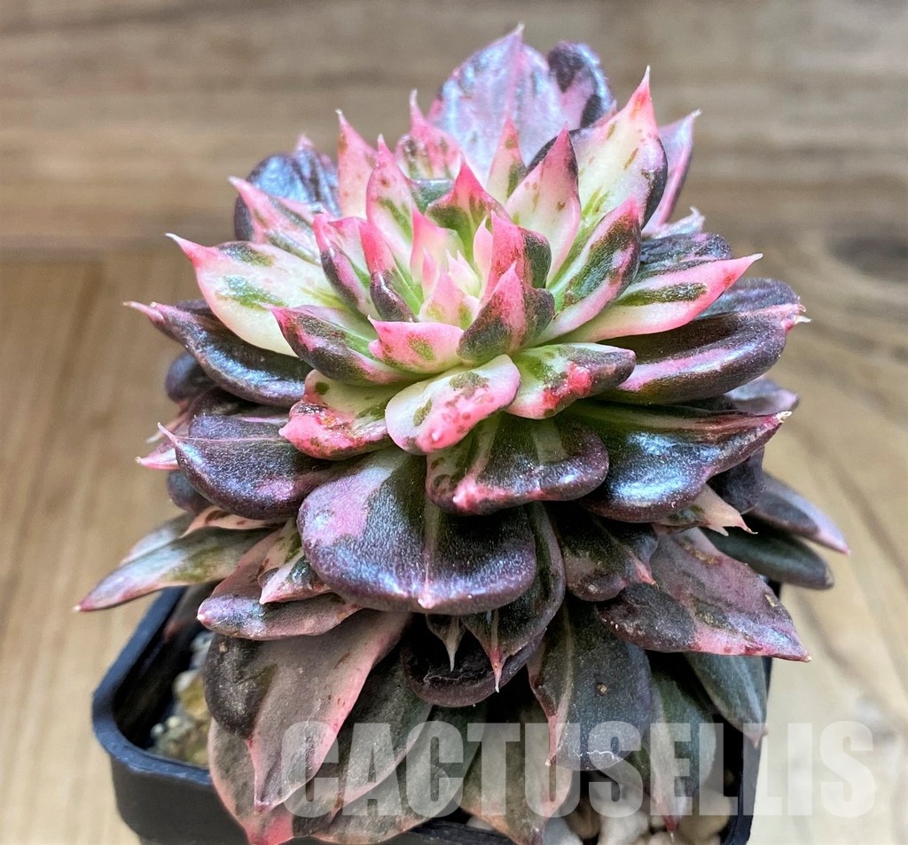 SH22710 Echeveria 'Black Pink Variegata' - Image 3