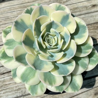 SH35358 Echeveria ‘Compton Carousel’