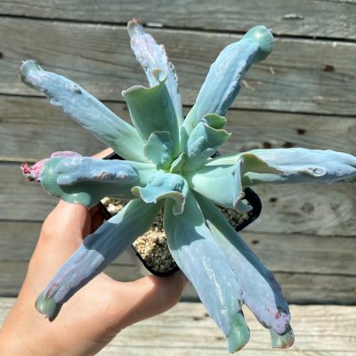 SH35386 Echeveria 'Culibra'