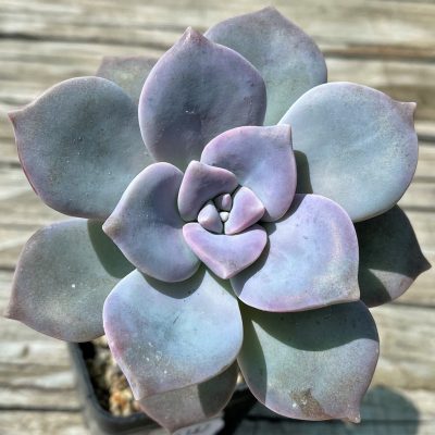 SH35387 Graptopetalum 'Superbum'