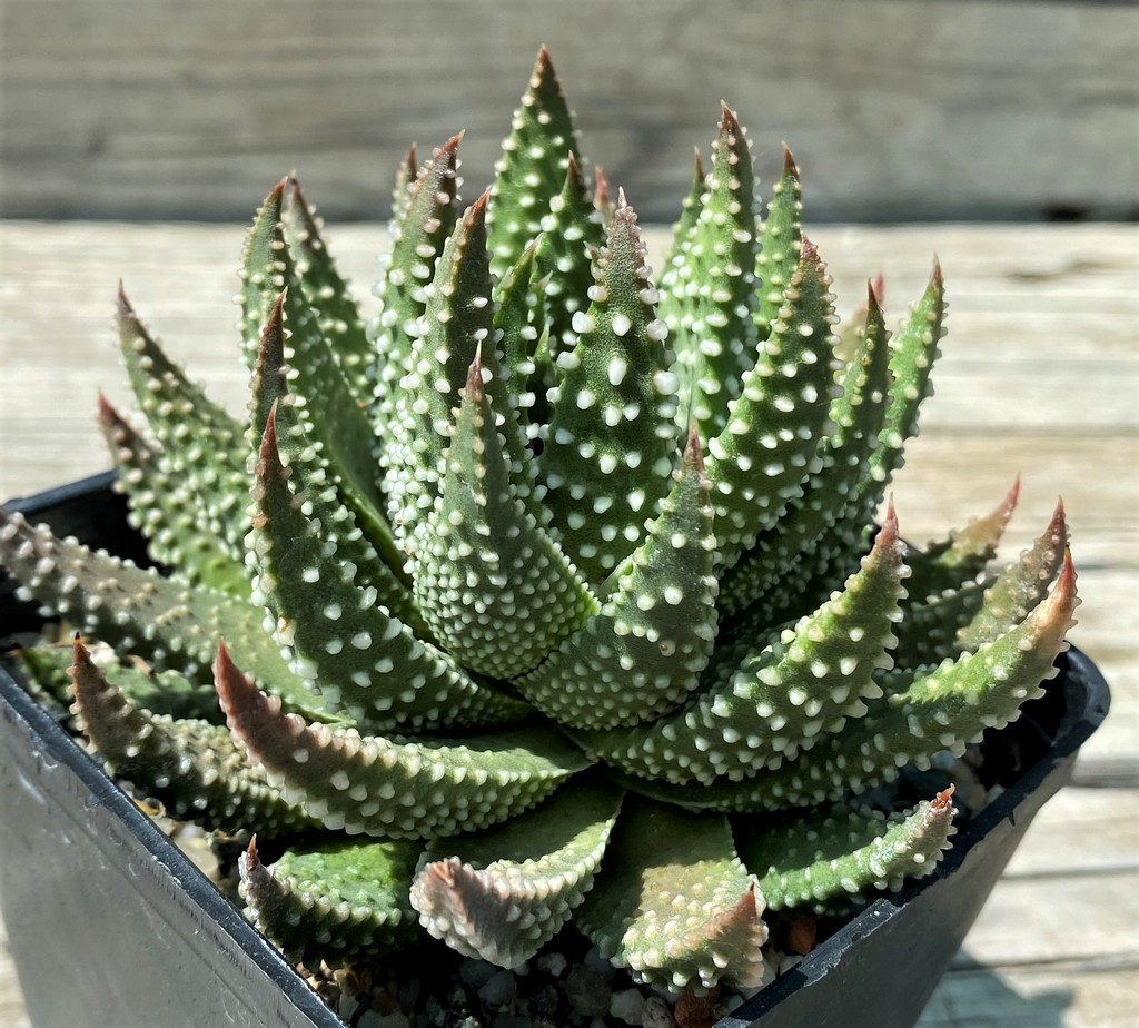 SH35396 Haworthia pumila - Image 3