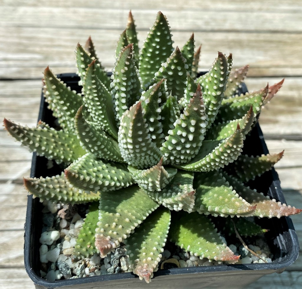 SH35396 Haworthia pumila - Image 2