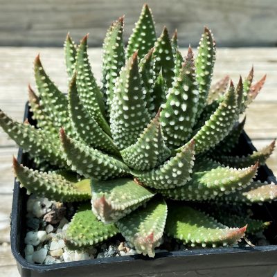 SH35396 Haworthia pumila