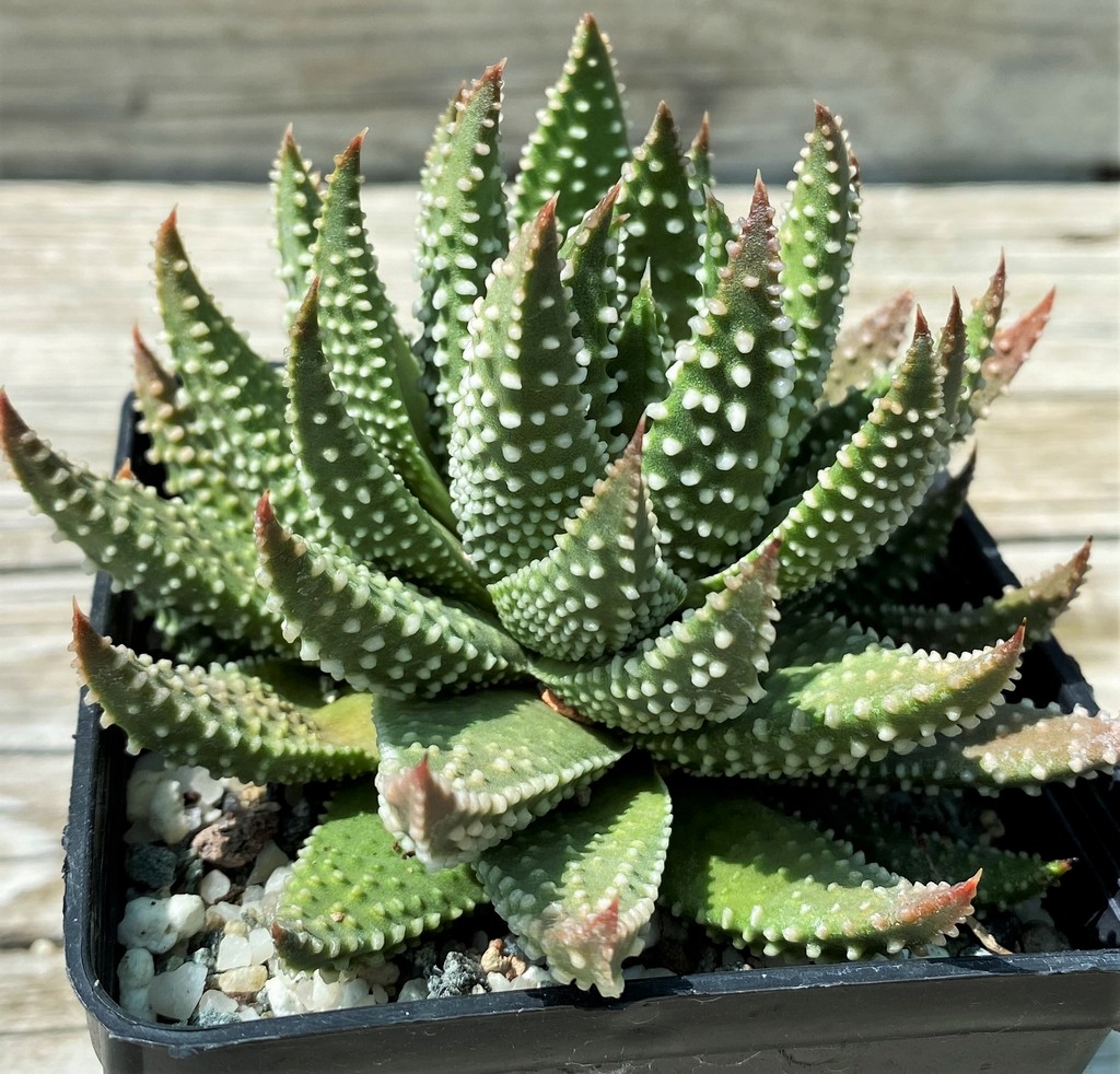 SH35396 Haworthia pumila