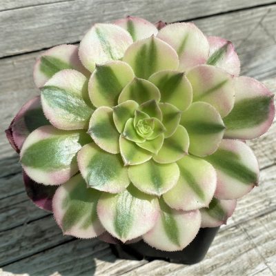 SH35388 Aeonium ‘Maybach’