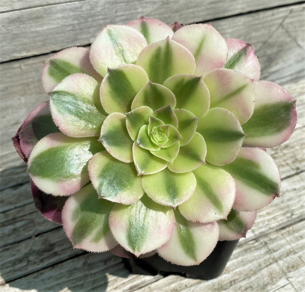 SH35388 Aeonium ‘Maybach’