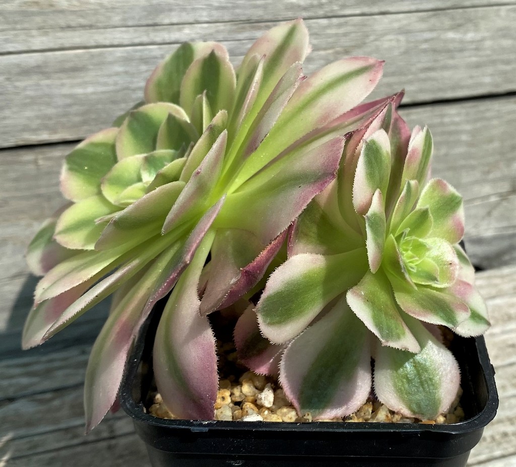 SH35388 Aeonium ‘Maybach’ - Image 2