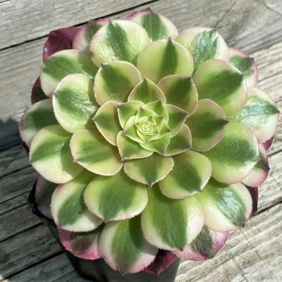 SH35389 Aeonium ‘Maybach’
