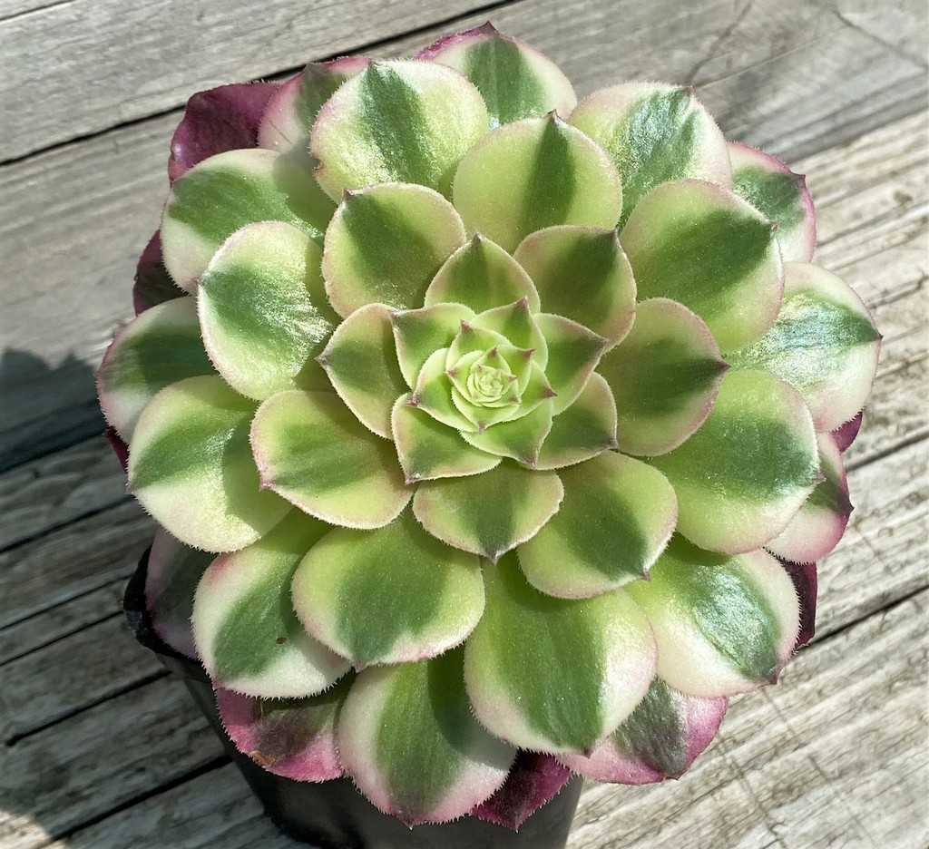 SH35389 Aeonium ‘Maybach’