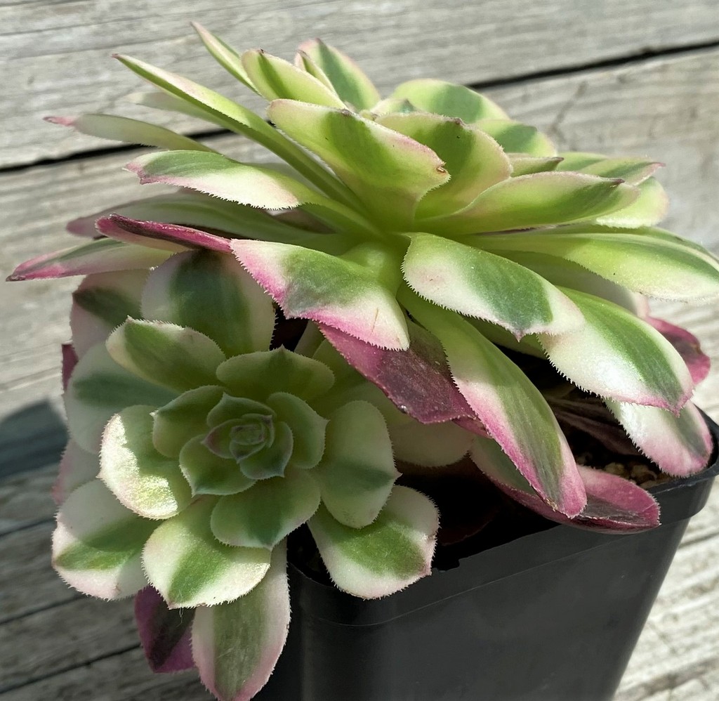 SH35389 Aeonium ‘Maybach’ - Image 2