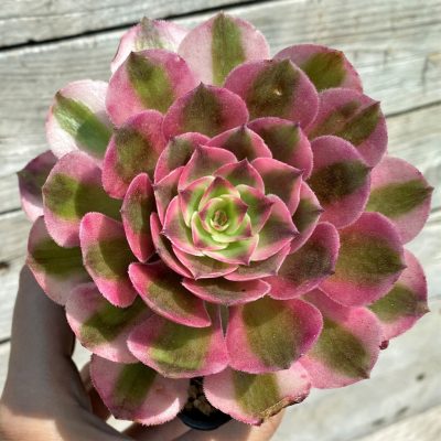 SH35390 Aeonium 'Pink Witch'