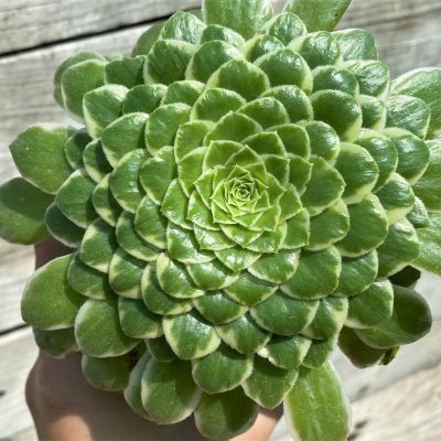 SH35391 Aeonium tabuliforme f. variegata