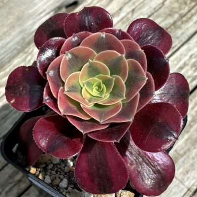 SH35392 Aeonium 'Medusa'