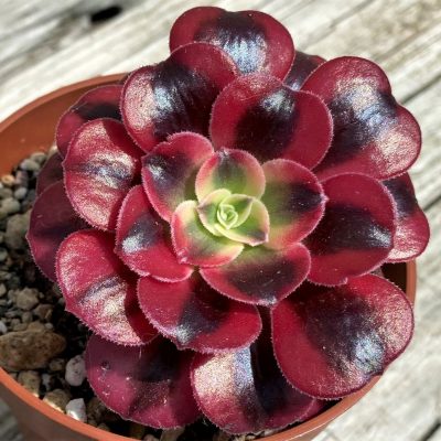 SH35393 Aeonium 'Medusa'